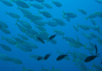 Underwater image of a fish