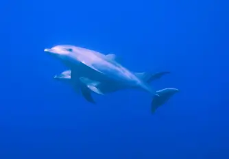 Dolphins