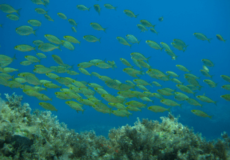 Underwater image of a fish