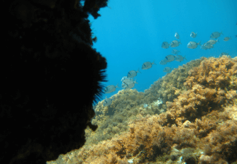 Underwater image of a fish