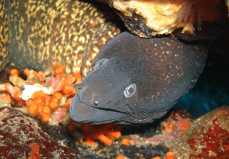 Underwater image of a Morena